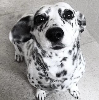 dalmatian and corgi mix