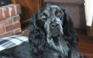 Blue Picardy Spaniel personality and temperament