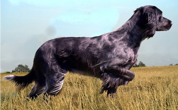 Blue Picardy Spaniel history, behavior, and training