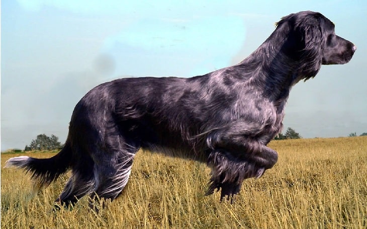 picardy spaniel