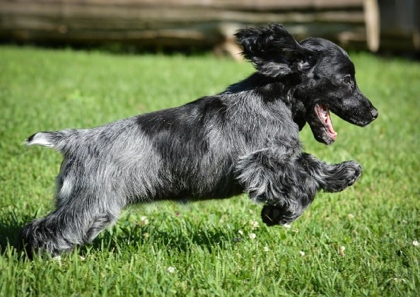 Blue Picardy Spaniel puppy running