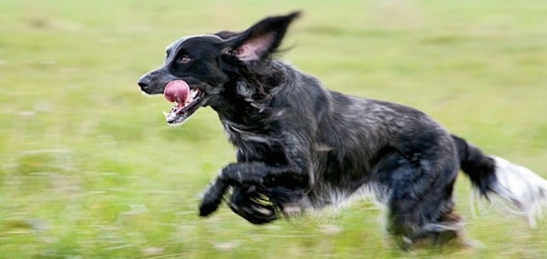 Blue Picardy Spaniel running