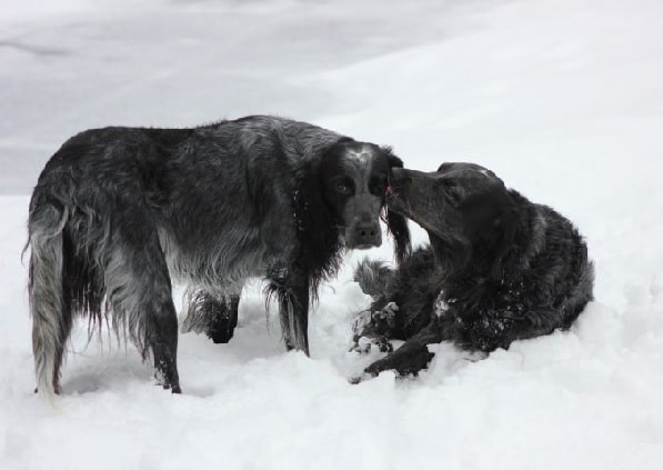 Blue Picardy Spaniels playing on the snow