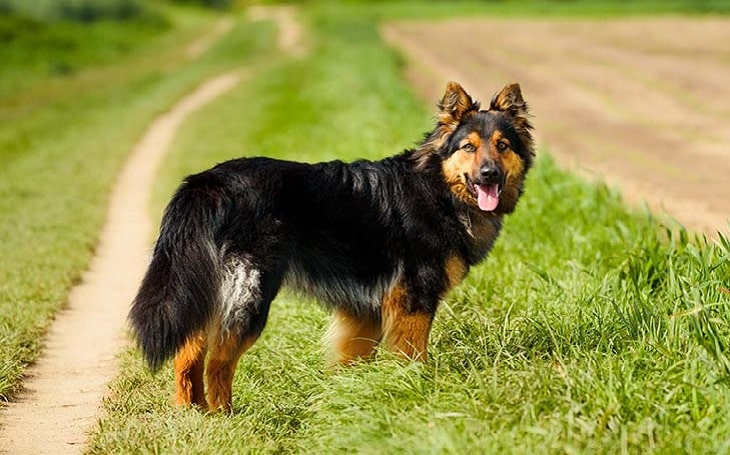 All About Bohemian Shepherd - Origin 