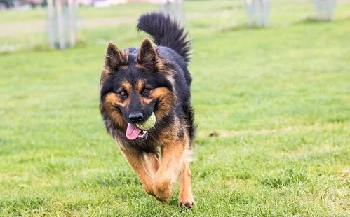 Bohemian Shepherd running on the field with a ball