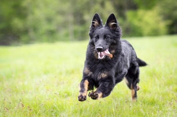 Bohemian Shepherd running on the field