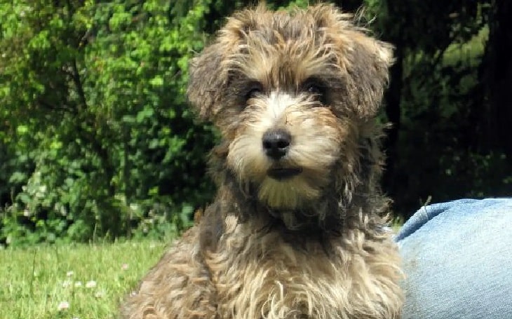 Cairnoodle Cairn Terrier And Poodle Mix Temperament And