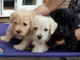Cairnoodle Puppies