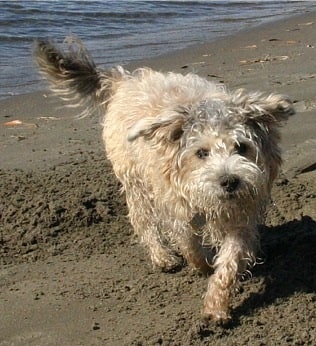 Cairnoodle running on the sand
