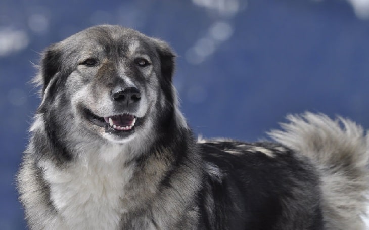 carpathian shepherd dogs