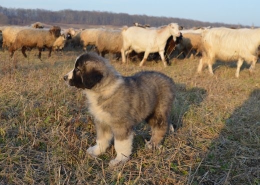 Carpathian Shepherd puppy looking after livestock