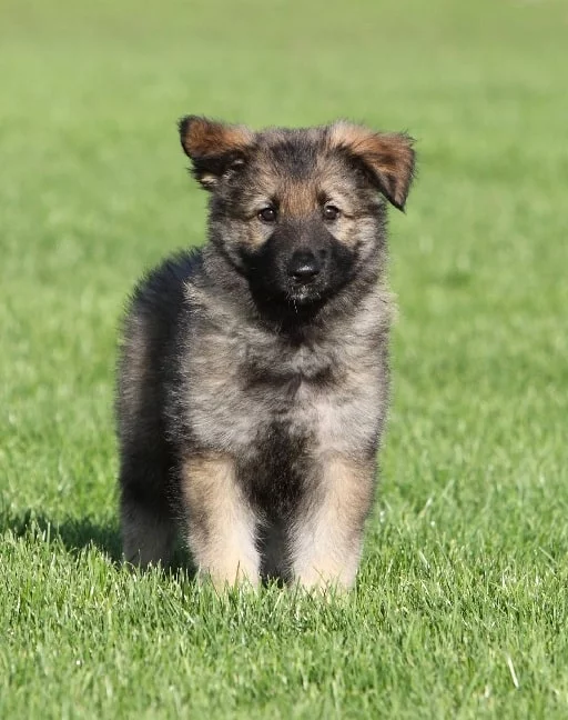 Carpathian Shepherd puppy on the field