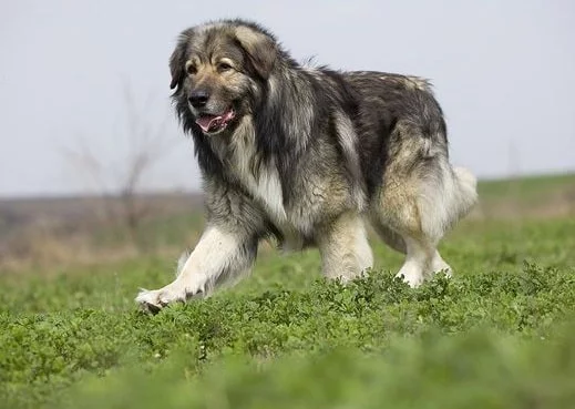 Carpathian Shepherd running on the field