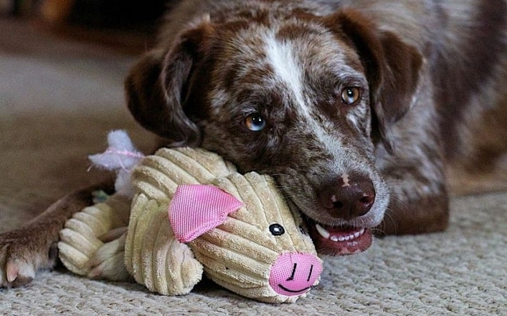 Catahoula Australian Shepherd personality and temperament