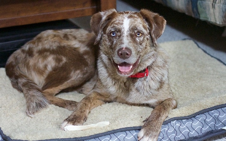 catahoula leopard dog australian shepherd mix puppy