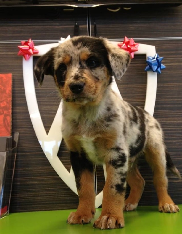 Catahoula Australian Shepherd puppy