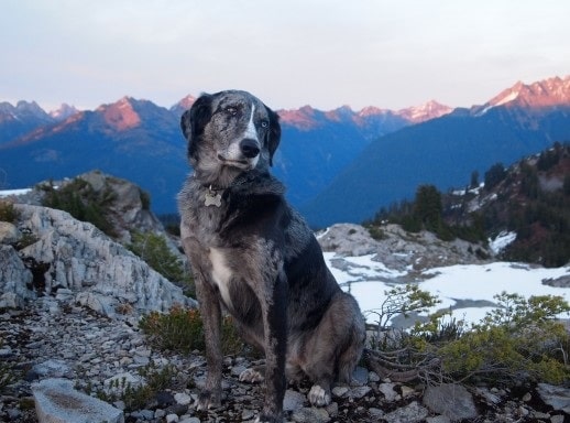 Catahoula Australian Shepherd sitting on rocks