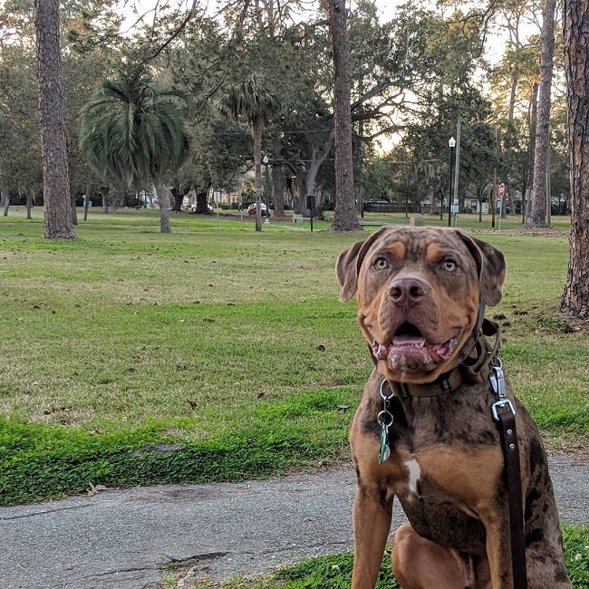 Catahoula Bulldog in the park