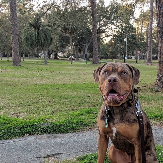 catahoula bulldog