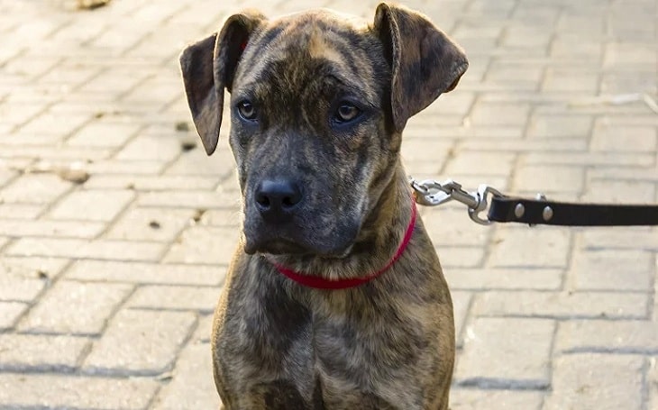 Catahoula Bulldog behavior, training