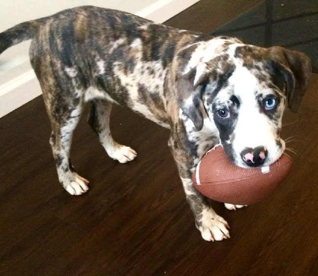 Catahoula Bulldog playing ball