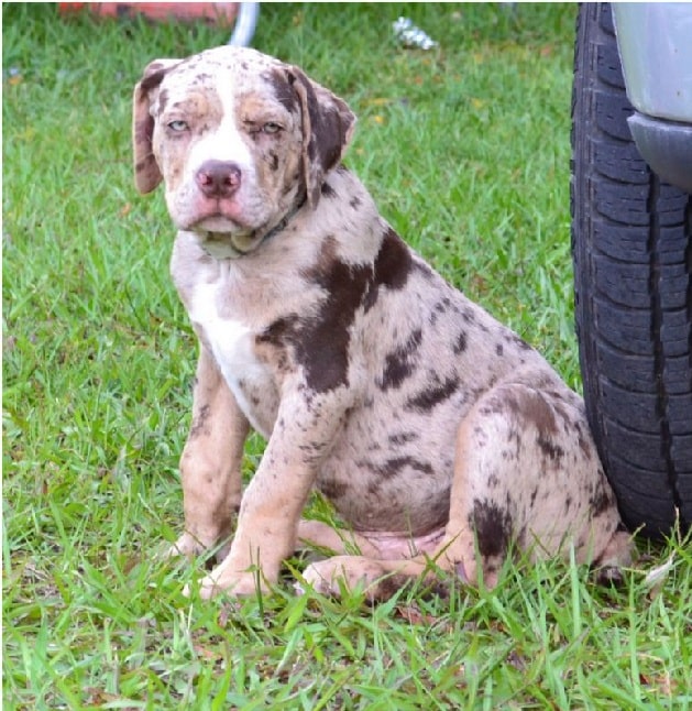 Catahoula Bulldog puppy