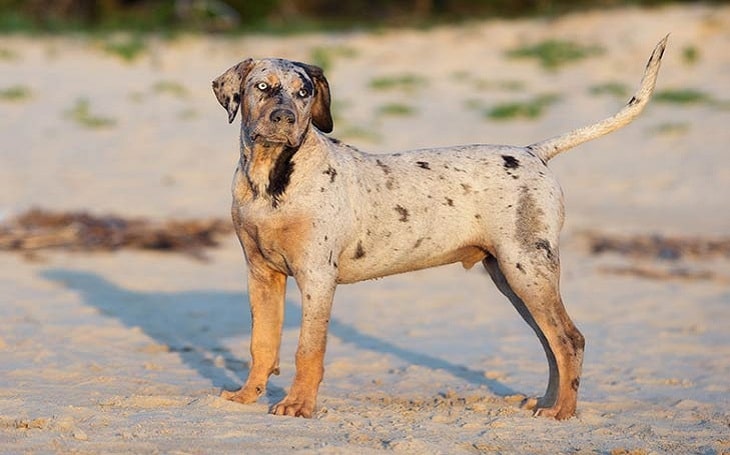 Catahoula Leopard Temperament and Personality - Friendly and Non Aggressive