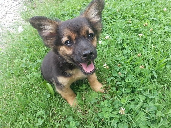 Chihuahua Shepherd Puppy