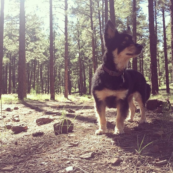 Chihuahua Shepherd in a hike