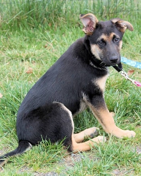 Chihuahua Shepherd on the leash