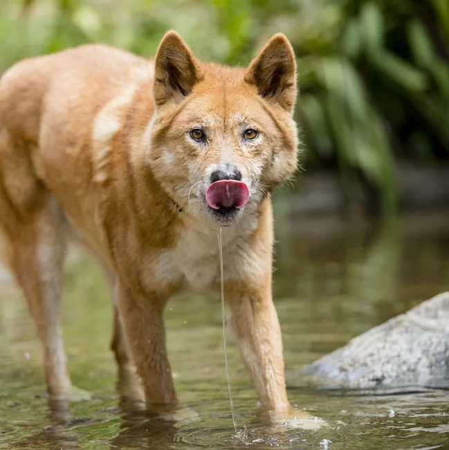 Dingo Dog drinking water from a river