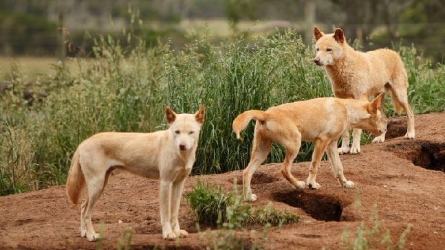 australian dingo pack