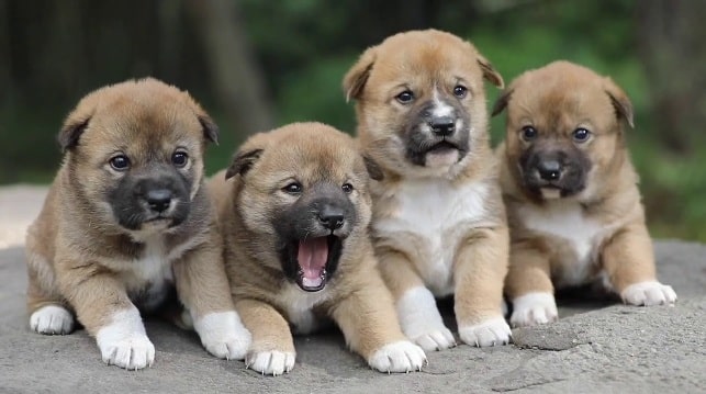 Dingo Dog puppy