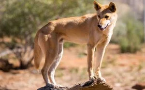 Dingo dog personality and temperament
