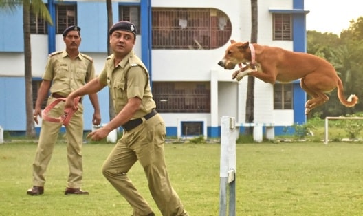 Indian Pariah agility training