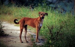 Indian Pariah dog behavior and temperament