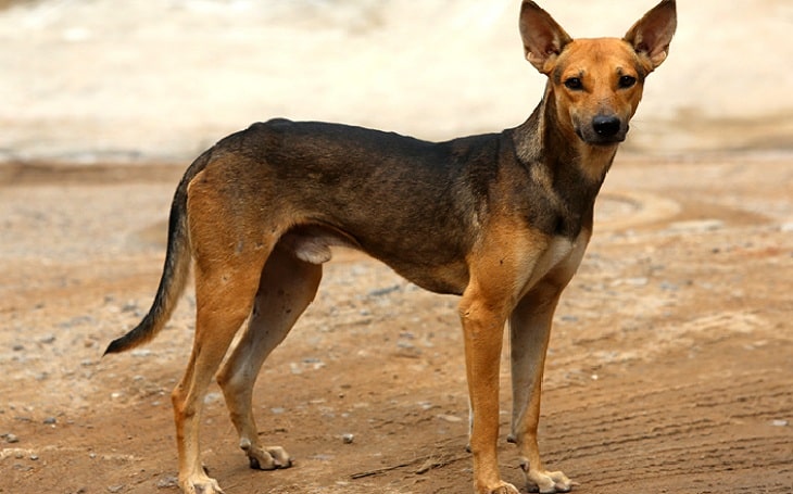 are indian pariah dog the most intelligent dogs