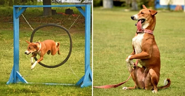 Indian Pariah dog agility training