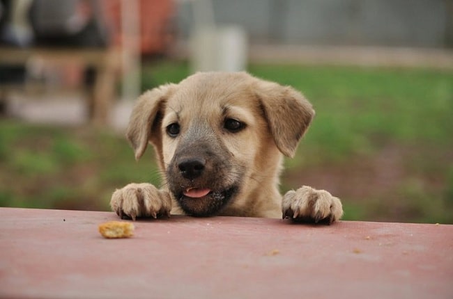 Indian Pariah puppy looking at the treat