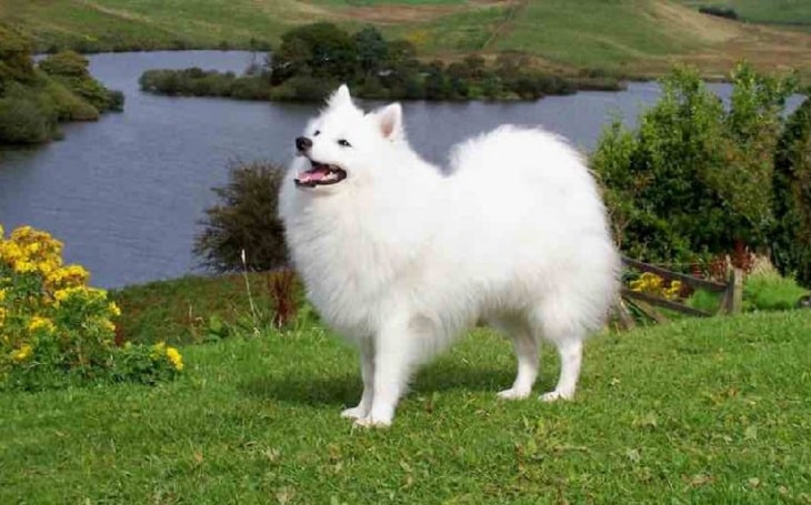 Japanese Spitz history, behavior, and training