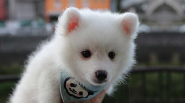 Japanese Spitz Puppy
