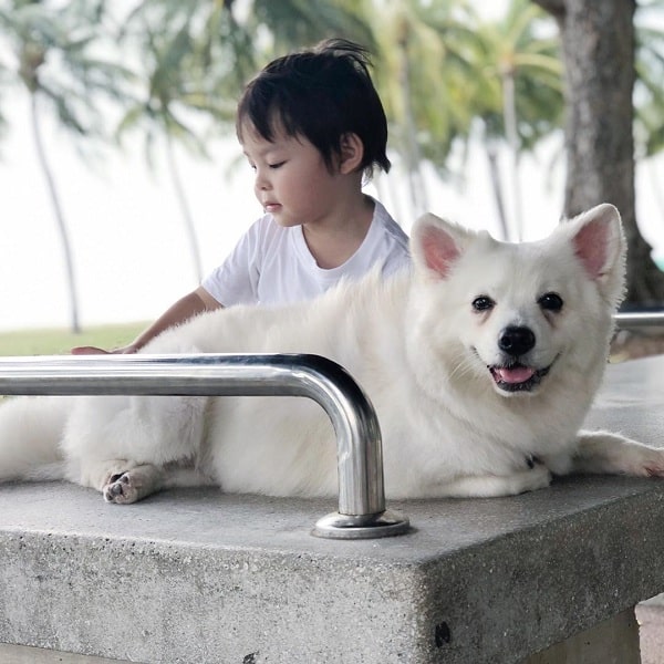 Japanese Spitz and a baby girl playing