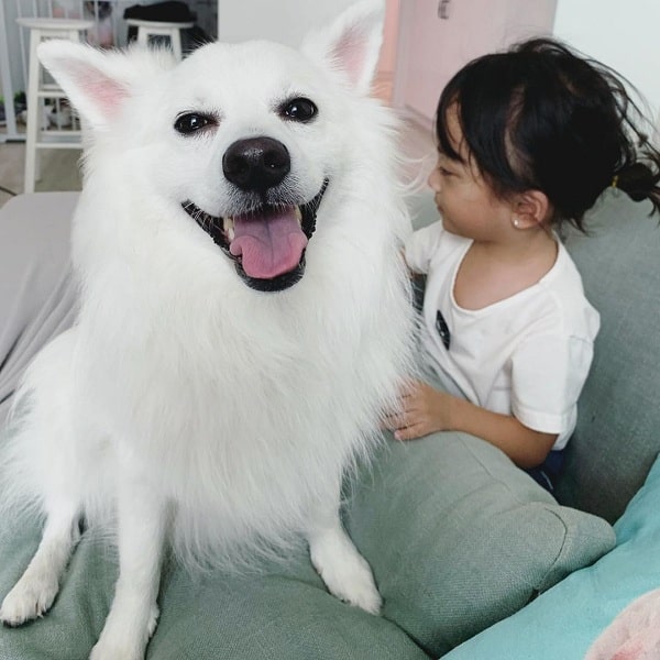 Japanese Spitz and a baby