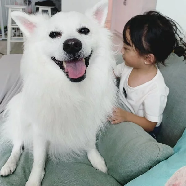 Japanese Spitz and a baby