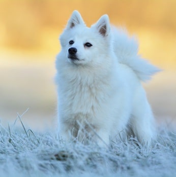 Japanese Spitz Temperament And Personality Kid Friendly And Non Aggressive Behavior