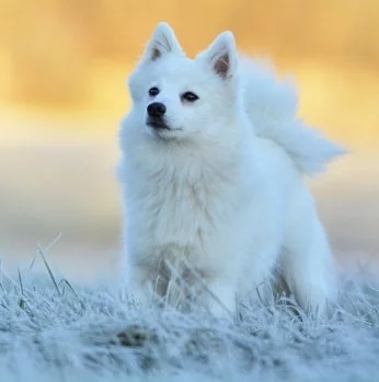 Japanese Spitz on the field