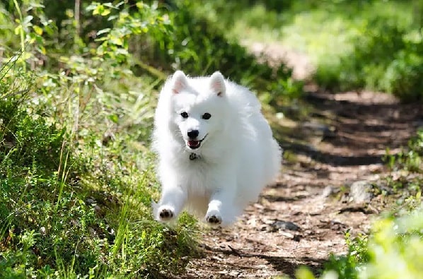 Japanese Spitz running