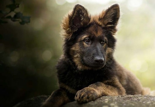 King Shepherd Puppy