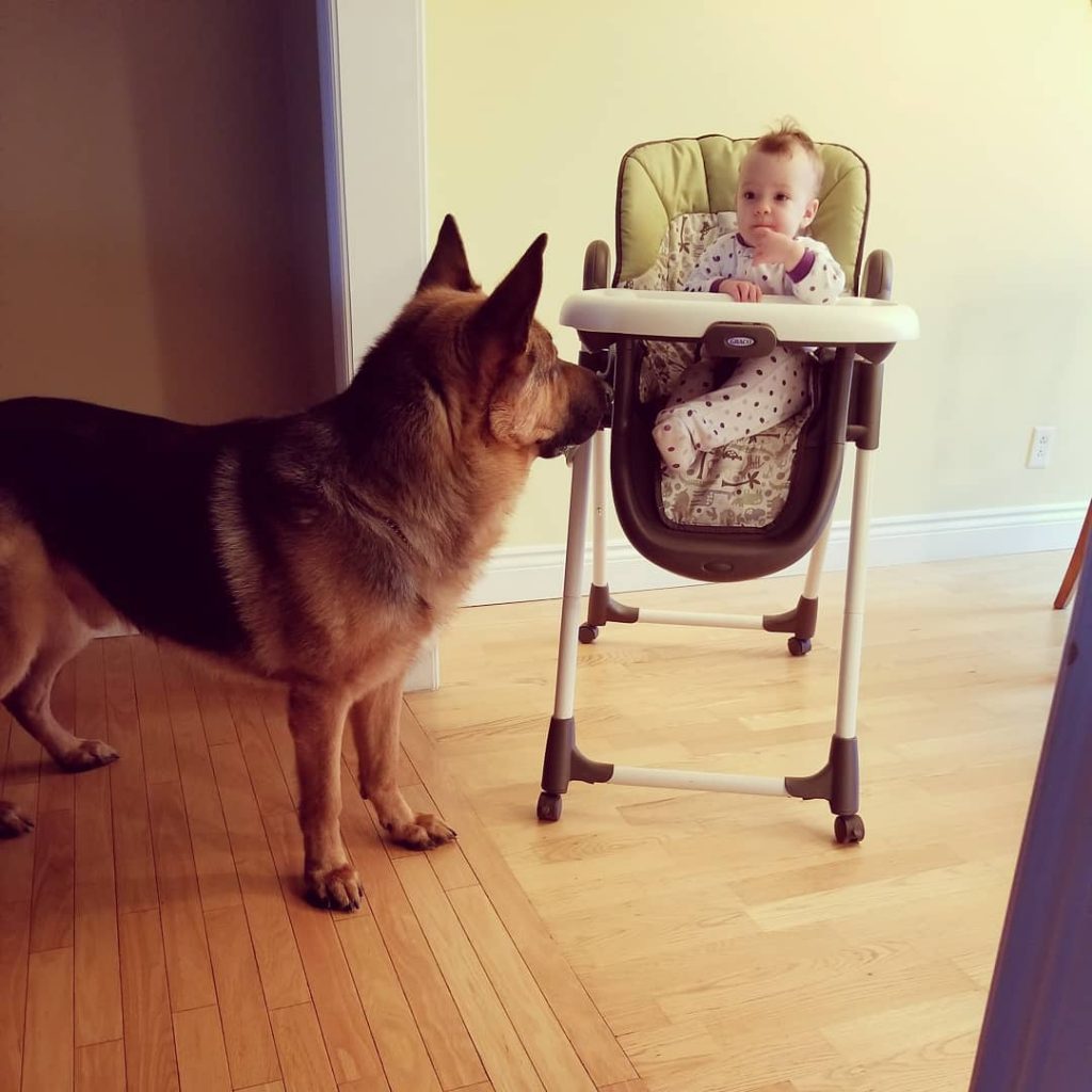 King Shepherd looking after a baby