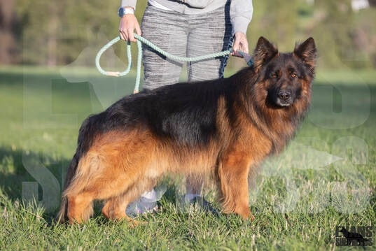 King Shepherd on the field